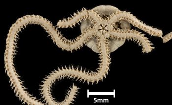 Media type: image;   Invertebrate Zoology OPH-1480 Description: Bottom up view of single ophiuroid specimen with a scale bar.;  Aspect: ventral